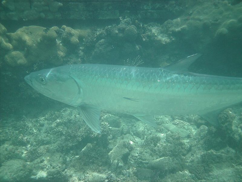 Dry Tortugas National Park
