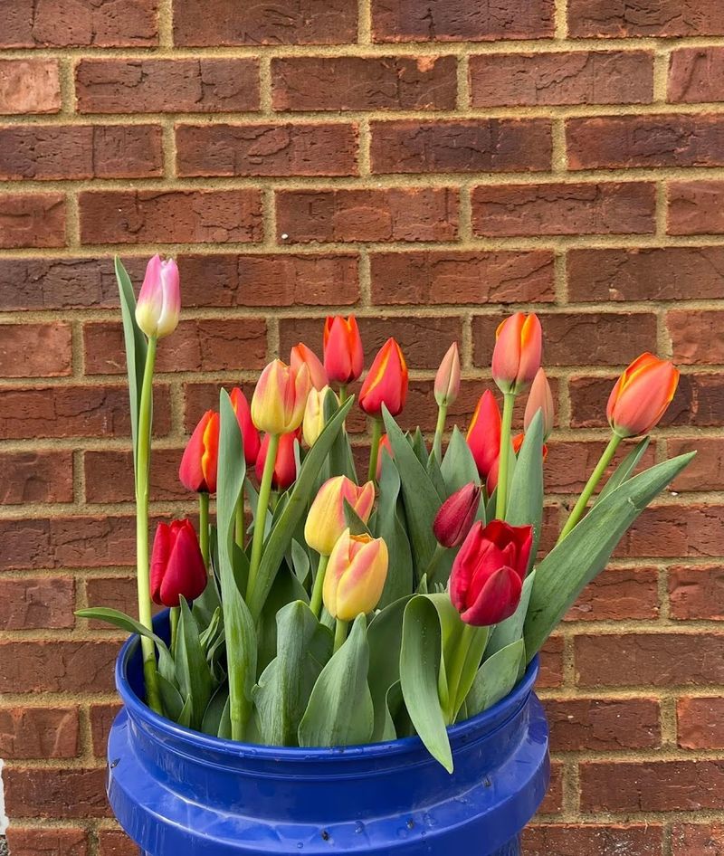 Tulip Farms Around Nashville Region (Various U-Pick Spots)