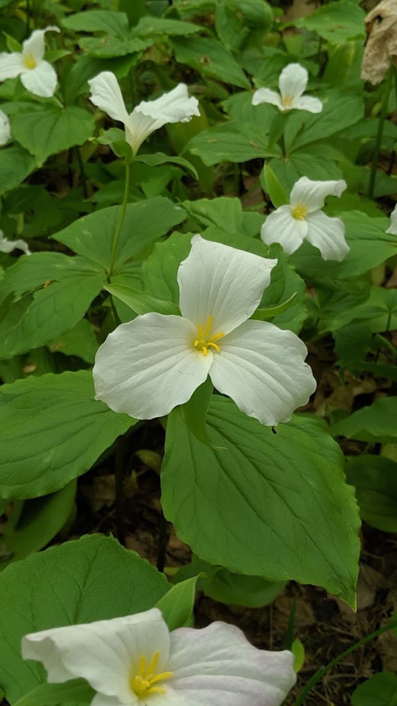 Trillium Season: Why Late April and Early May Change Everything