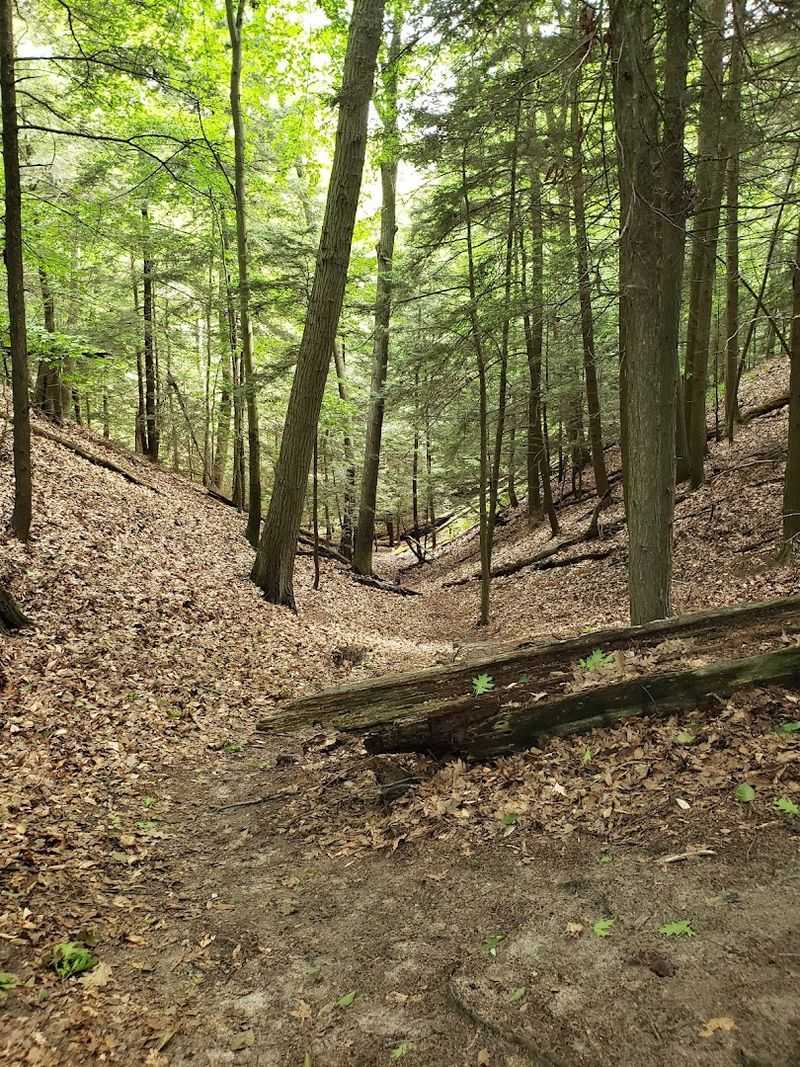 Whitey's Woods and the Trails That Wind Through Them