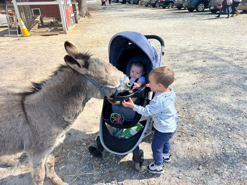 Free Roaming Is the Real Draw