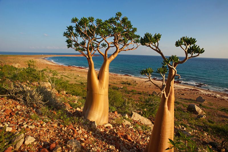Socotra, Yemen