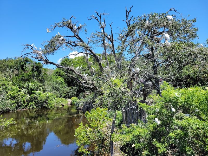 A Bird Rookery That Rivals Any Nature Reserve