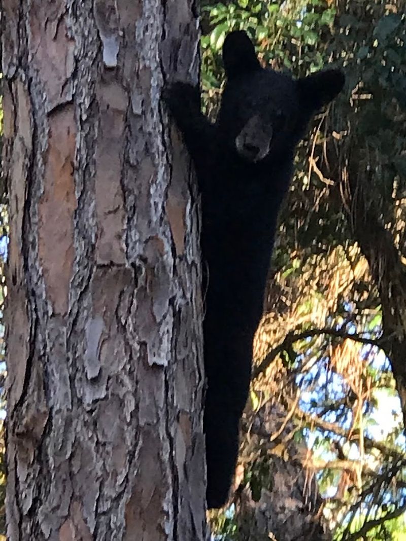 Wildlife You Might Actually See