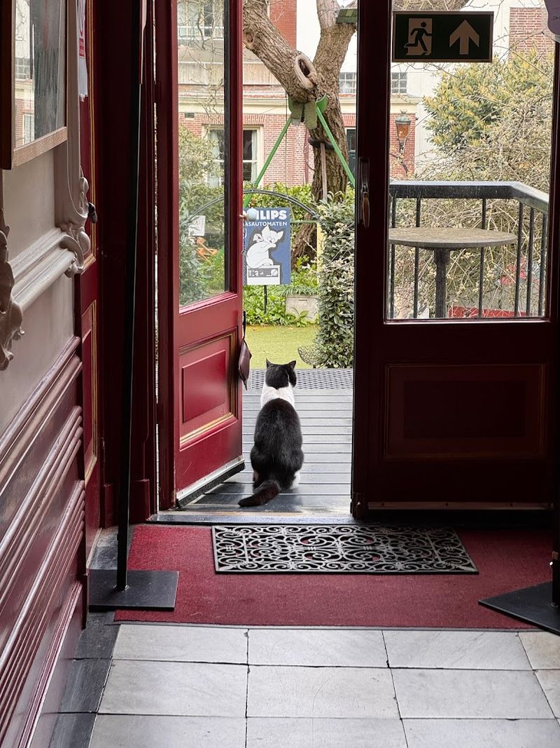 The Cat Cabinet, Amsterdam, Netherlands