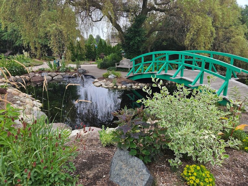 Koi Ponds, Frogs, and the Magic of Slow Looking