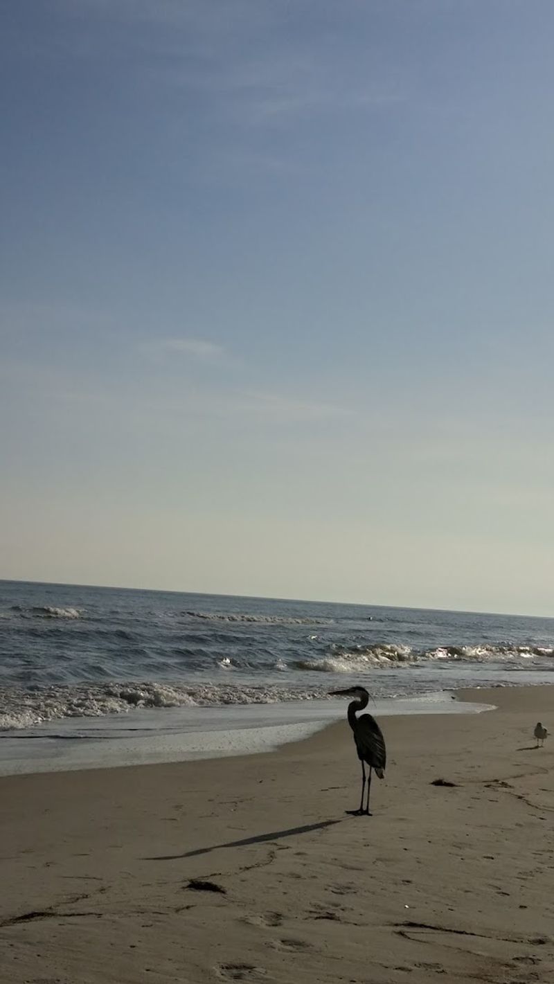 Wildlife Watching: Birds, Dolphins, Stingrays, and a Sea Turtle Release