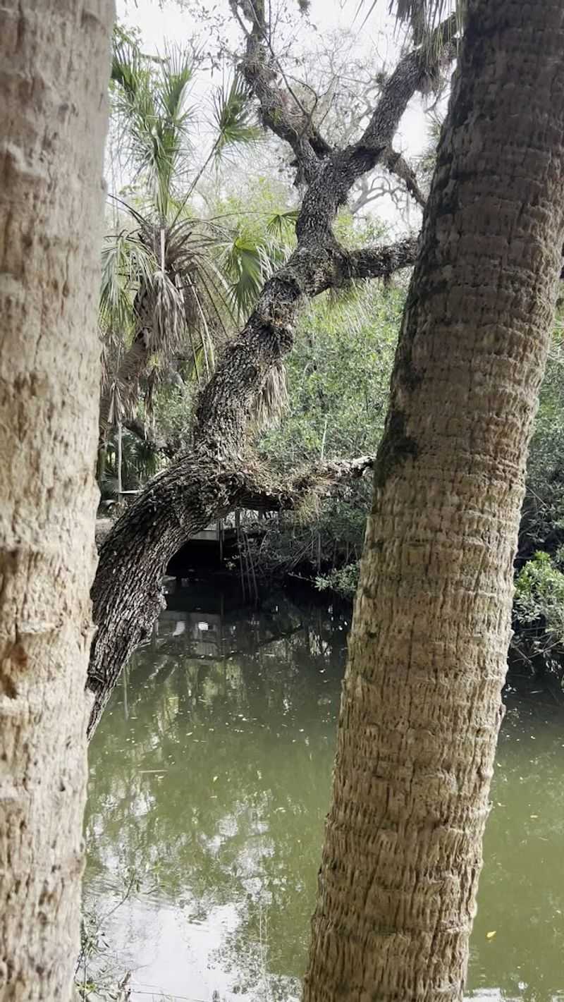 Canoeing and Kayaking on the Estero River