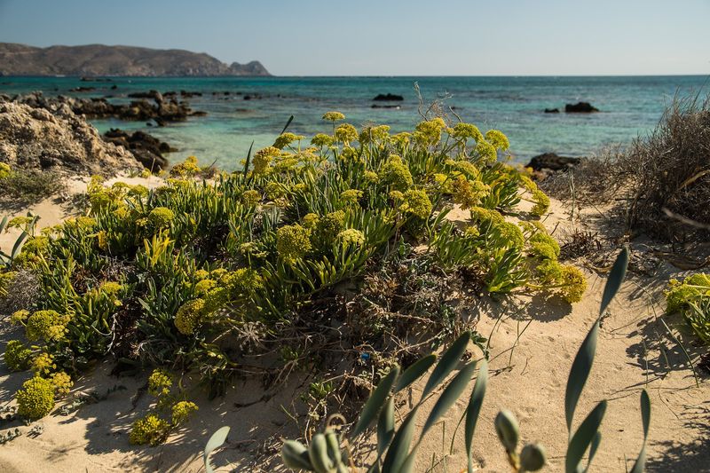 Elafonissi Beach – Crete, Greece (Pink-Tinted Waters)