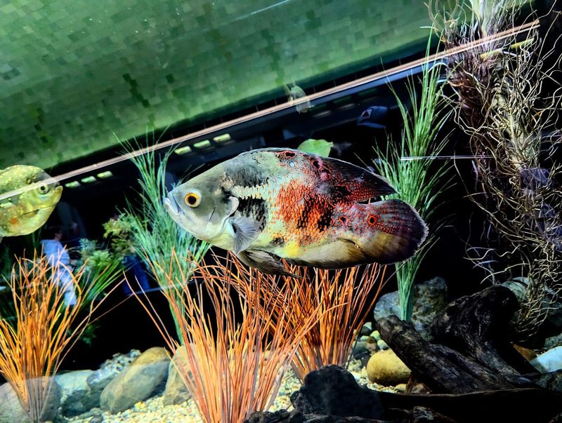 The Tanks Reward Slow Looking