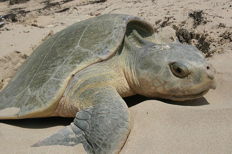 Kemp's Ridley Sea Turtle (Lepidochelys kempii)