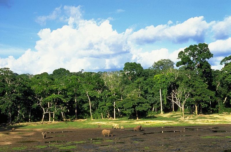 Dzanga-Sangha Reserve (Central African Republic)