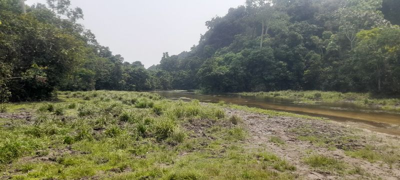 Nouabale-Ndoki National Park (Republic of Congo)
