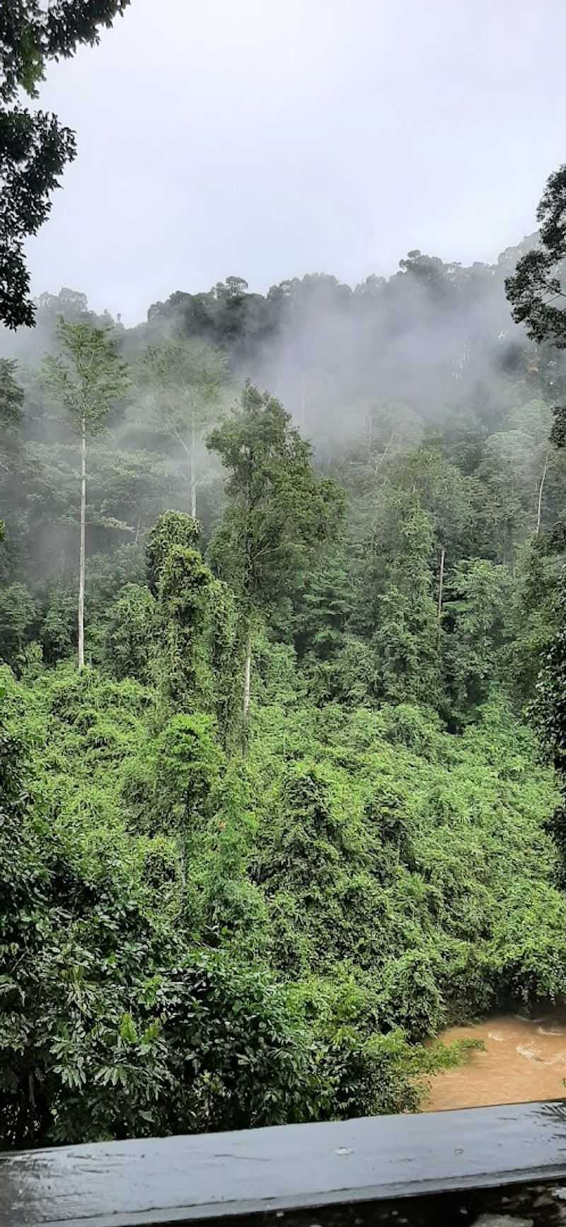 Borneo Rainforest, Malaysia and Indonesia