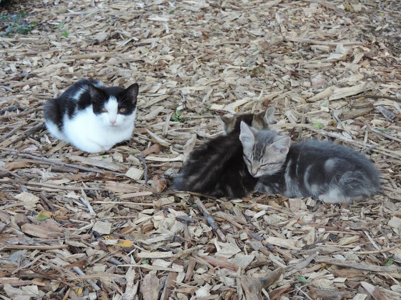 The Resident Cats of Willford Road