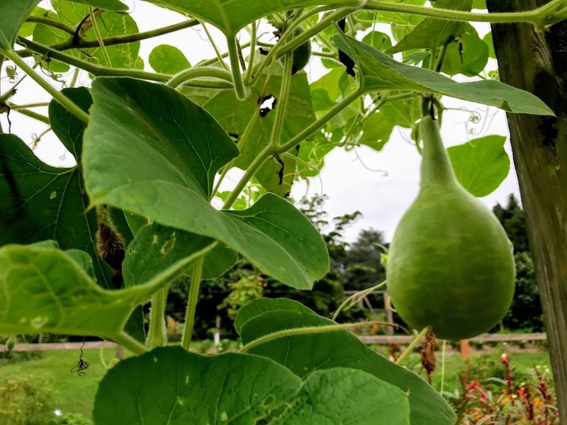 Vegetable Gardens and Sustainable Growing Practices