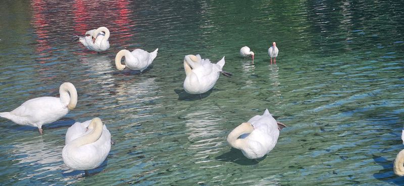 The Real Swans Sharing the Lake With You