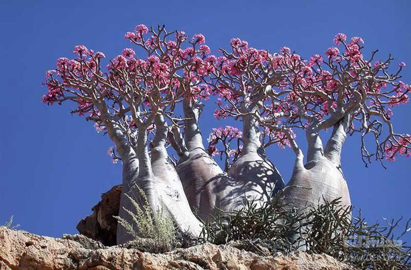 Socotra Island, Yemen