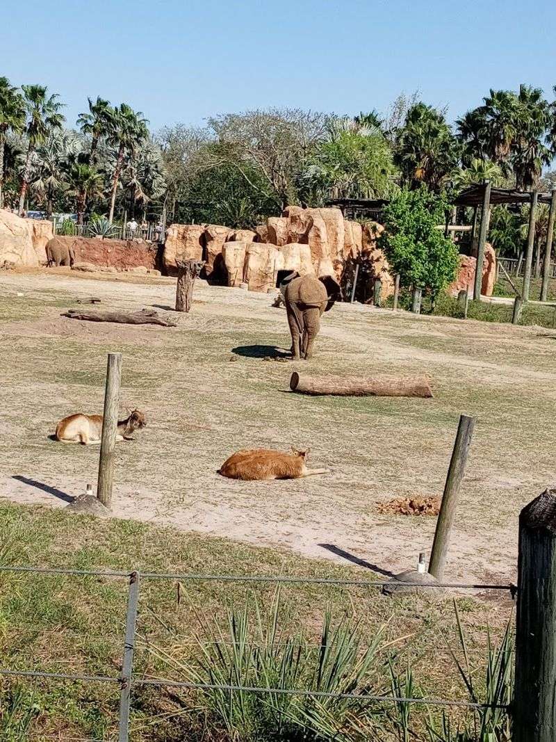 The Safari Ride: A Rolling Tour With a Side of Storytelling