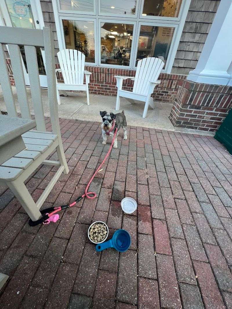Dog-Friendly Outdoor Seating That Regulars Love