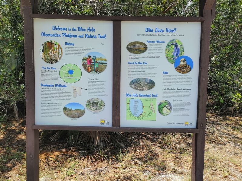 A Word About the Manchineel Trees