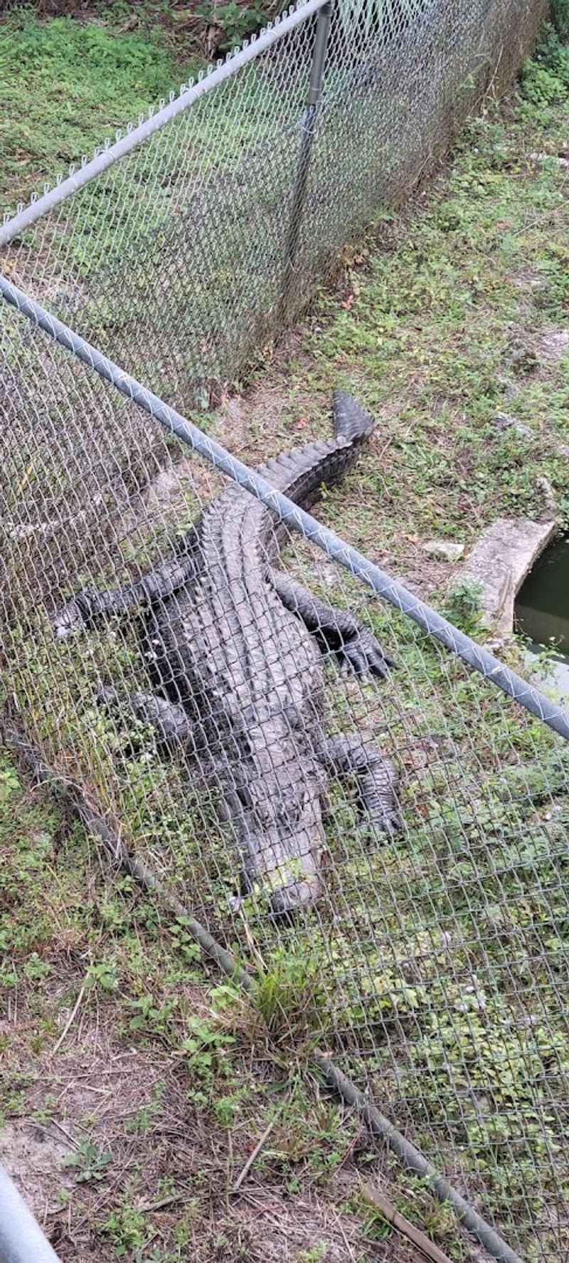 The Resident Alligator: A Scaly Surprise on the Grounds