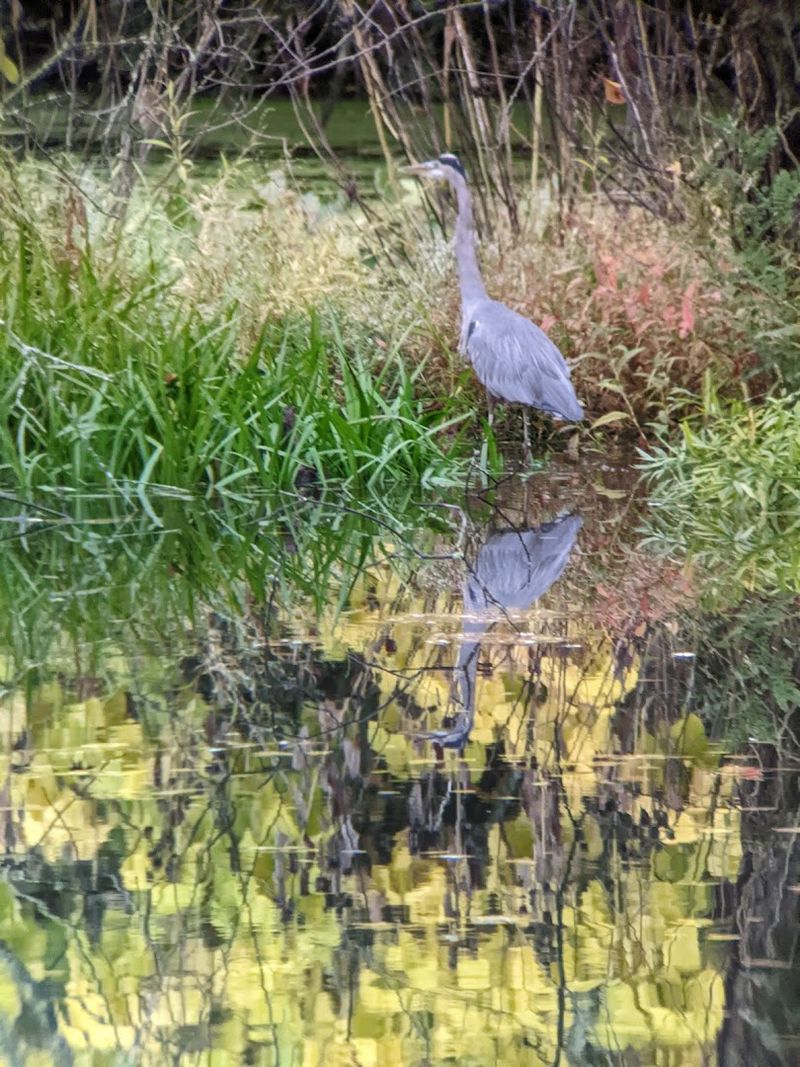 Wildlife and Nature Along the Canal Banks