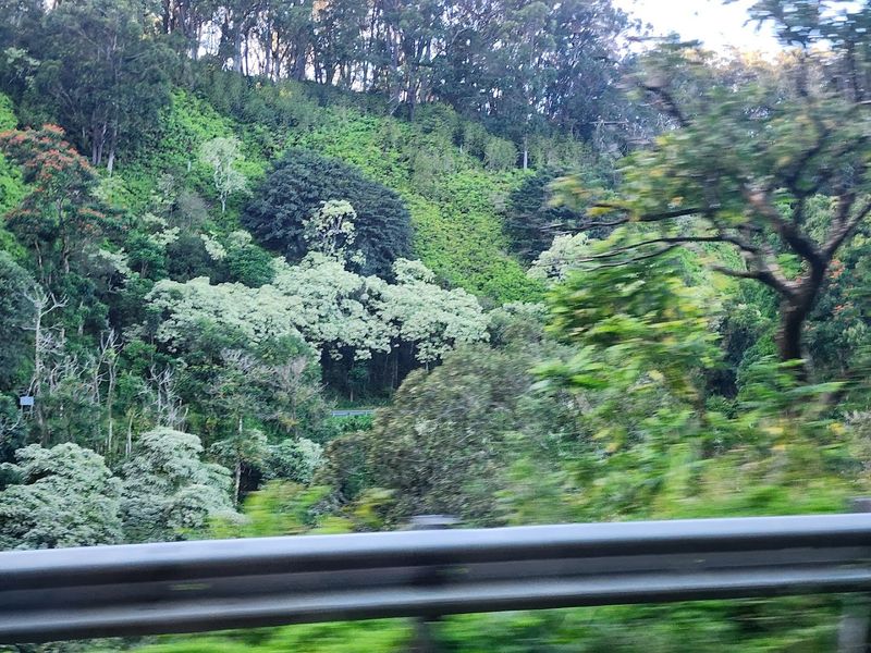 The Famous Road to Hana