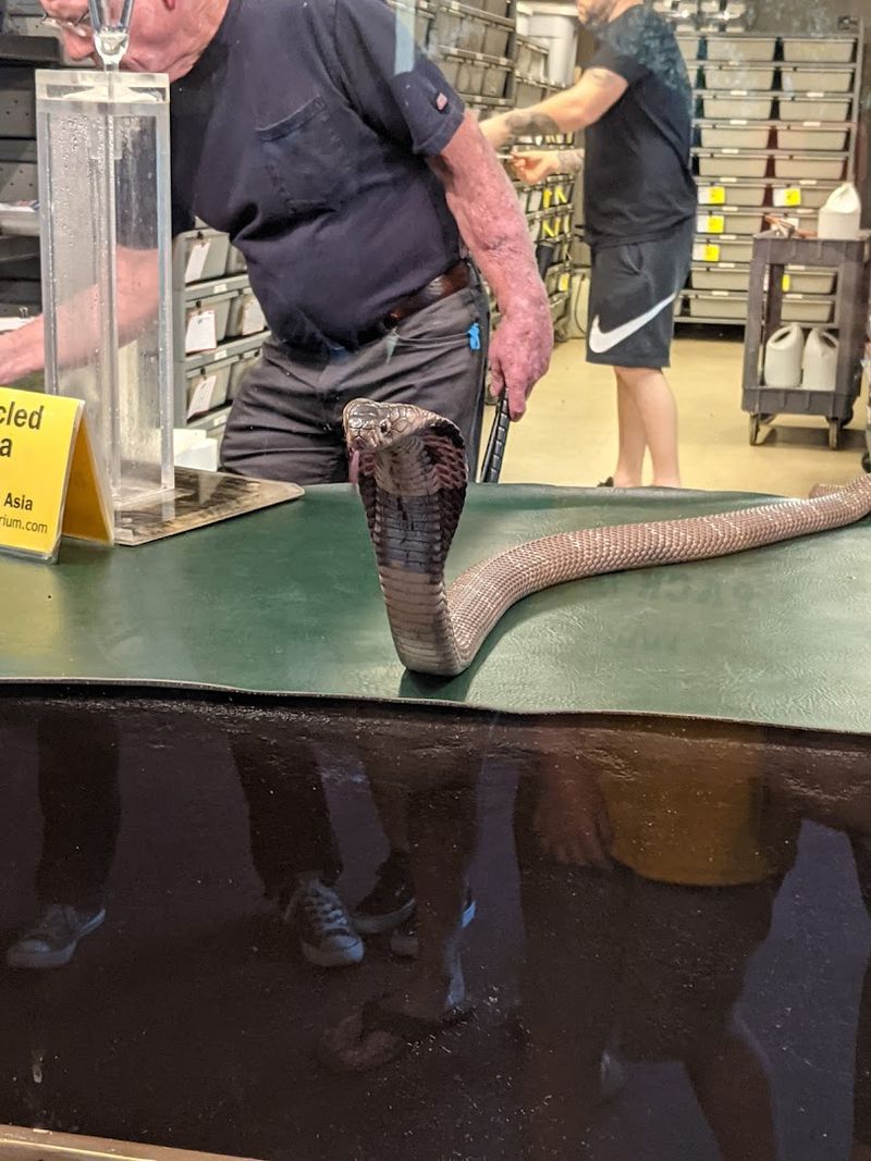 Live Venom Milking: Science You Can Watch in Person