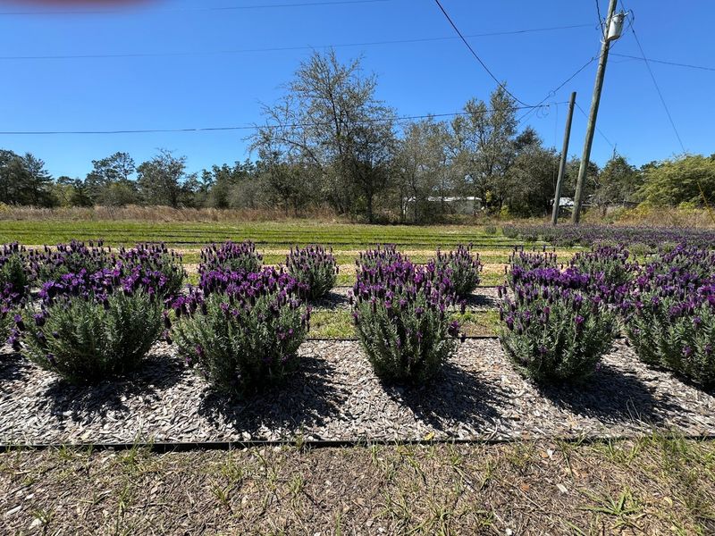 The Atmosphere: Calm, Purple, and Completely Unhurried