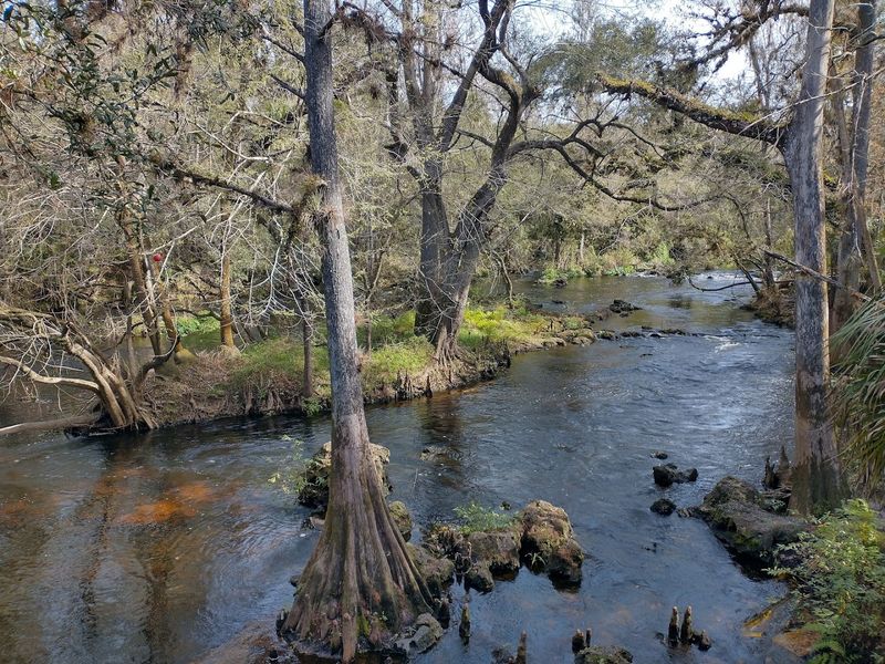 Hillsborough River State Park: A Short Drive That Feels Like a World Away