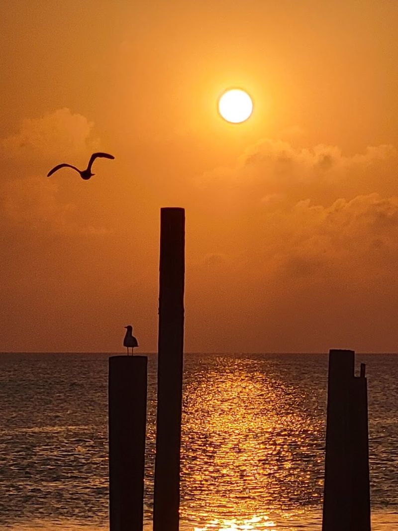 Birdwatching Along the Shore: A World-Class Experience