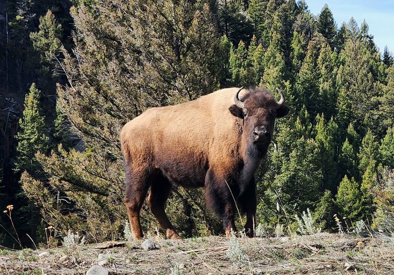 Yellowstone National Park, USA