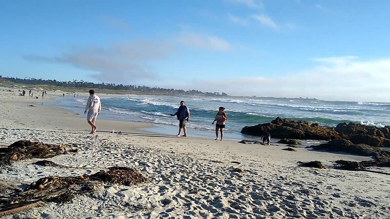 Bringing Dogs to the Beach