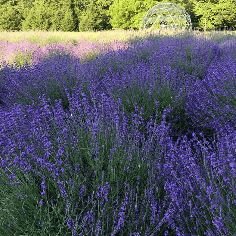 Mad Lavender Farm, Milford, New Jersey