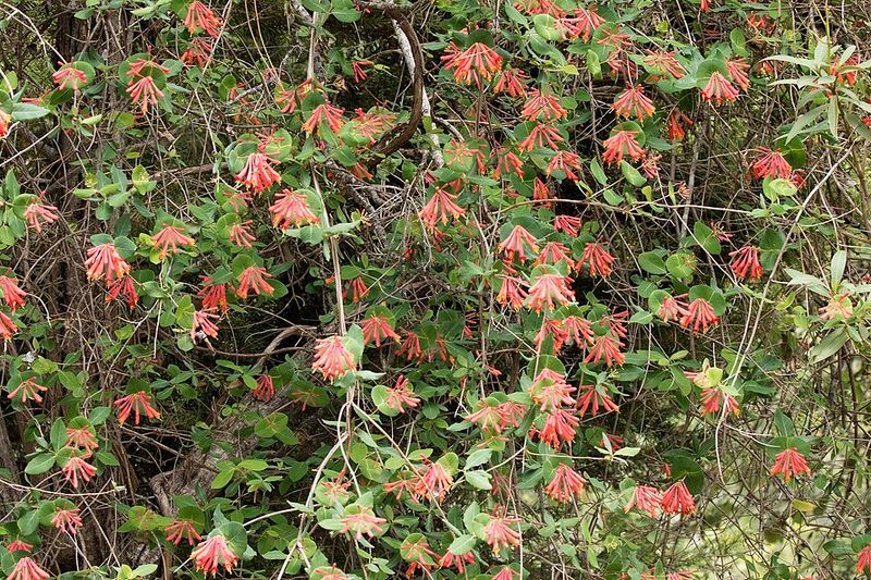 Coral honeysuckle