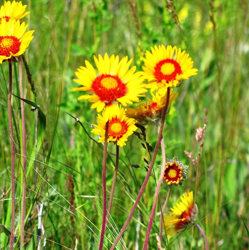 Blanket Flower (Gaillardia)