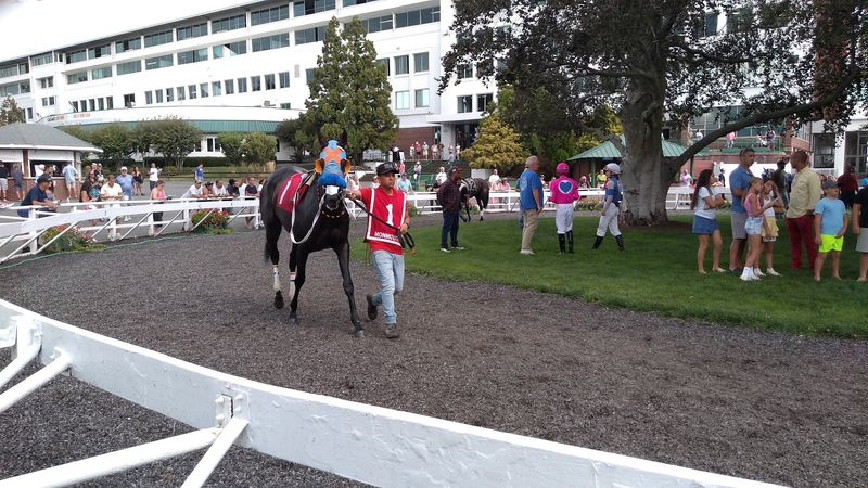 The Horses Up Close: More Than Just a Race