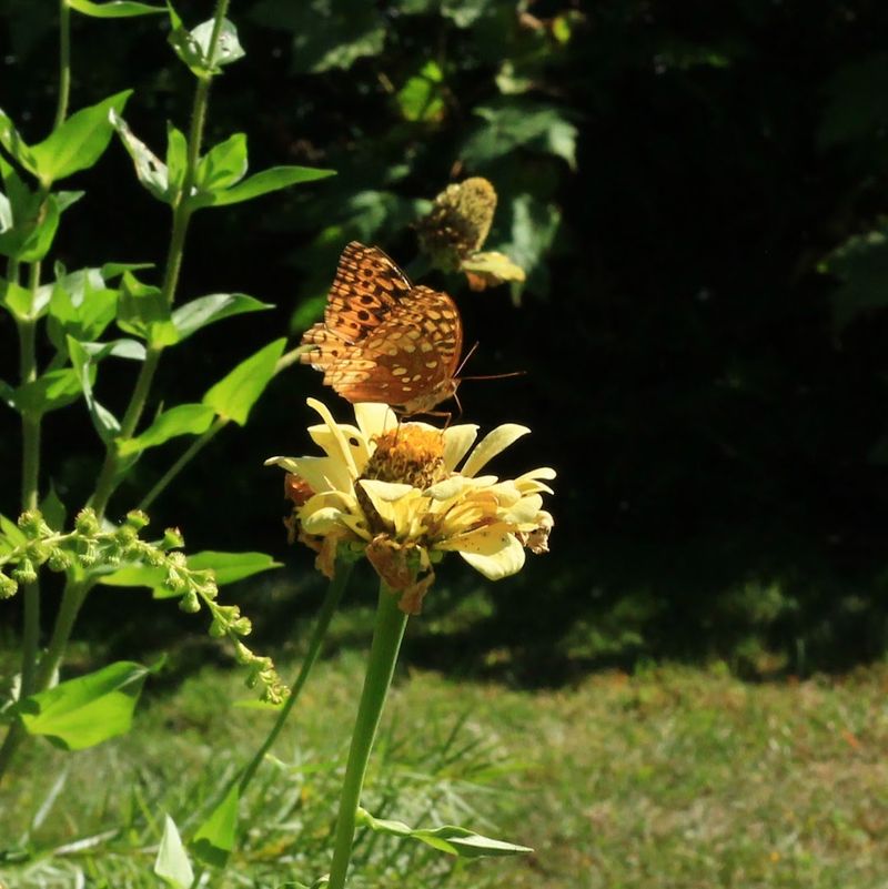Birdwatching and Wildlife Worth Paying Attention To