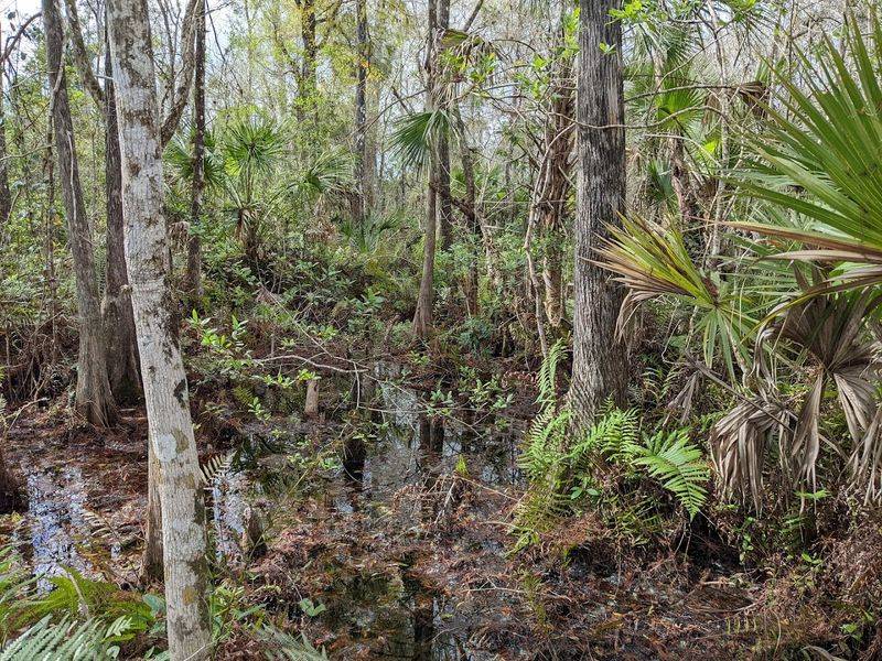 A Place That Reminds You What Florida Used to Look Like