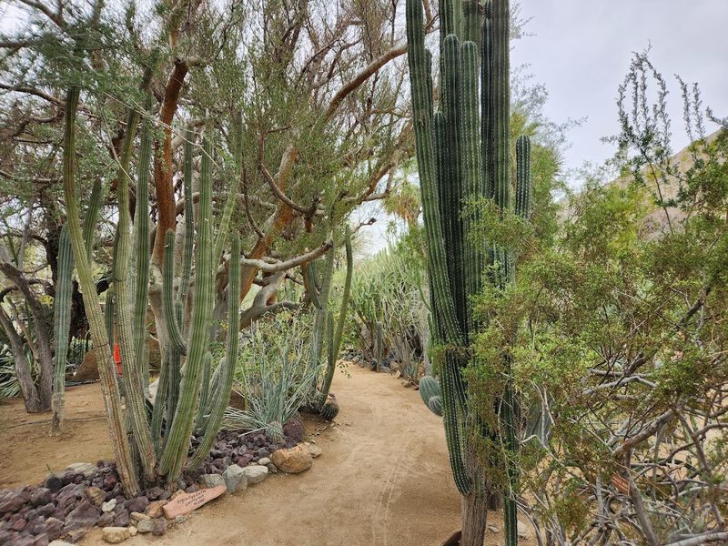 Moorten Botanical Garden (Palm Springs, California)