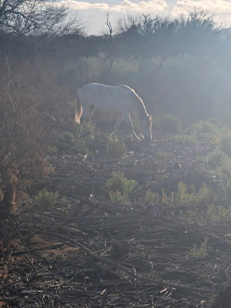 How the Management Group Handles Population Control