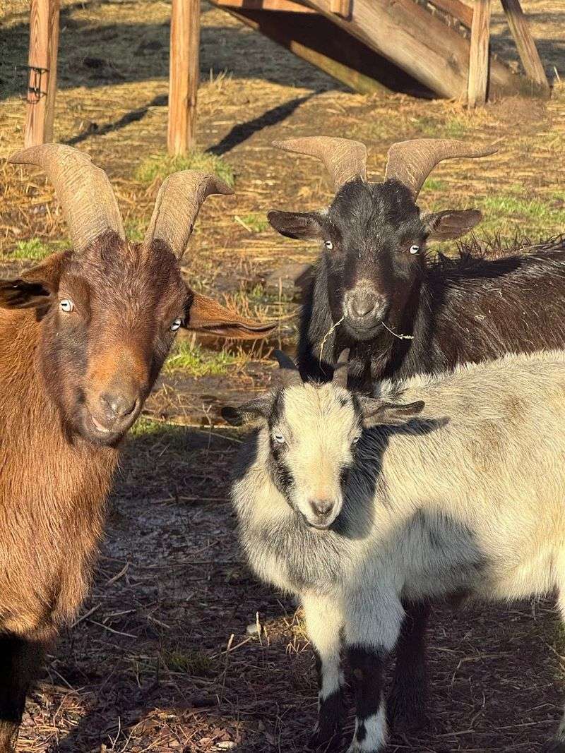The Animals That Make Every Age Group Happy