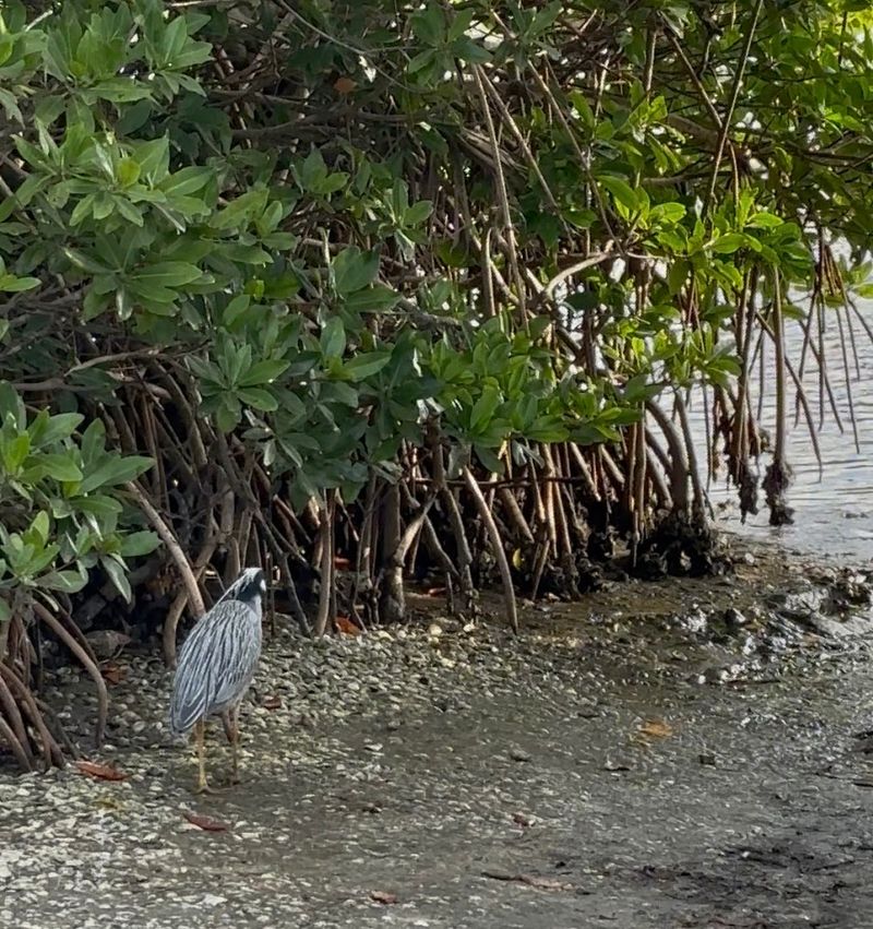 Wildlife That Shows Up Without an Invitation