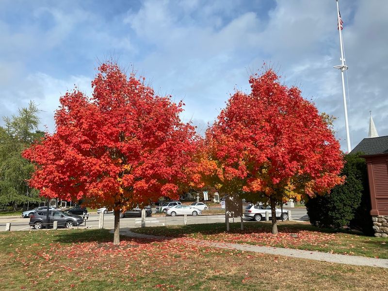 Concord (West Concord Area)