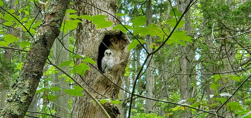 Birding in the Pine Barrens Ecosystem