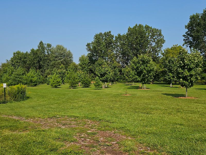 Memorial Trees and the Stories They Hold