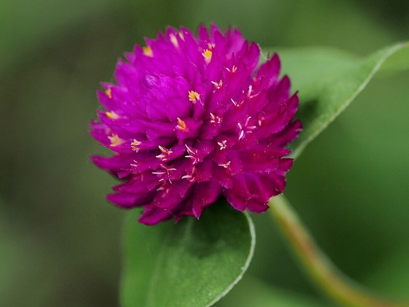 Gomphrena (Globe Amaranth) – Handles heat and drought like a pro