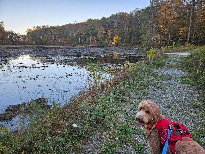 Dogs and Families at the Lake