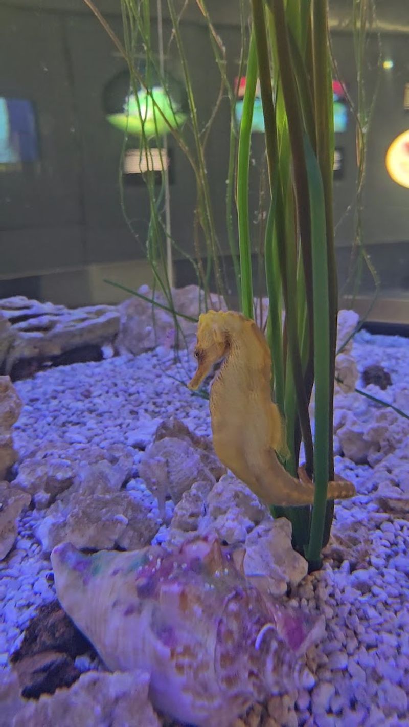 Why This Museum Belongs on Every Sanibel Itinerary